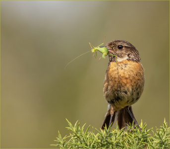 Suzy Courtnage LRPS CPAGB