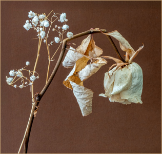 Kathleen Bird LRPS CPAGB