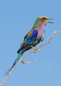 Gordon Rae LRPS  CPAGB