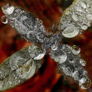 Gordon Rae LRPS  CPAGB