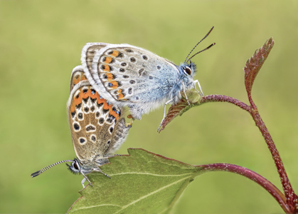 Robert Ayto LRPS CPAGB 