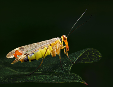 Suzy Courtnage LRPS CPAGB