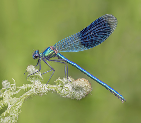 Robert Ayto LRPS CPAGB 