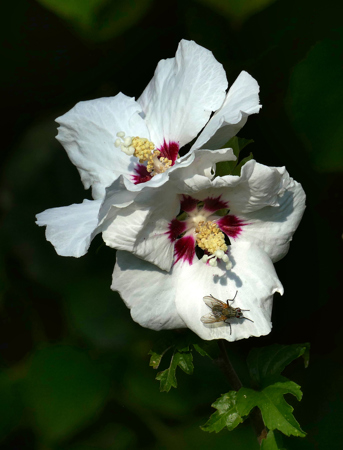 Gordon Rae LRPS  CPAGB