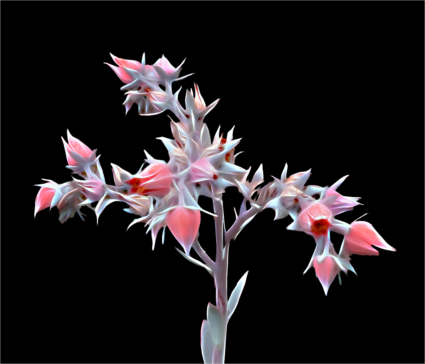 Ghostly Flowers by John Price Ghostly Flowers