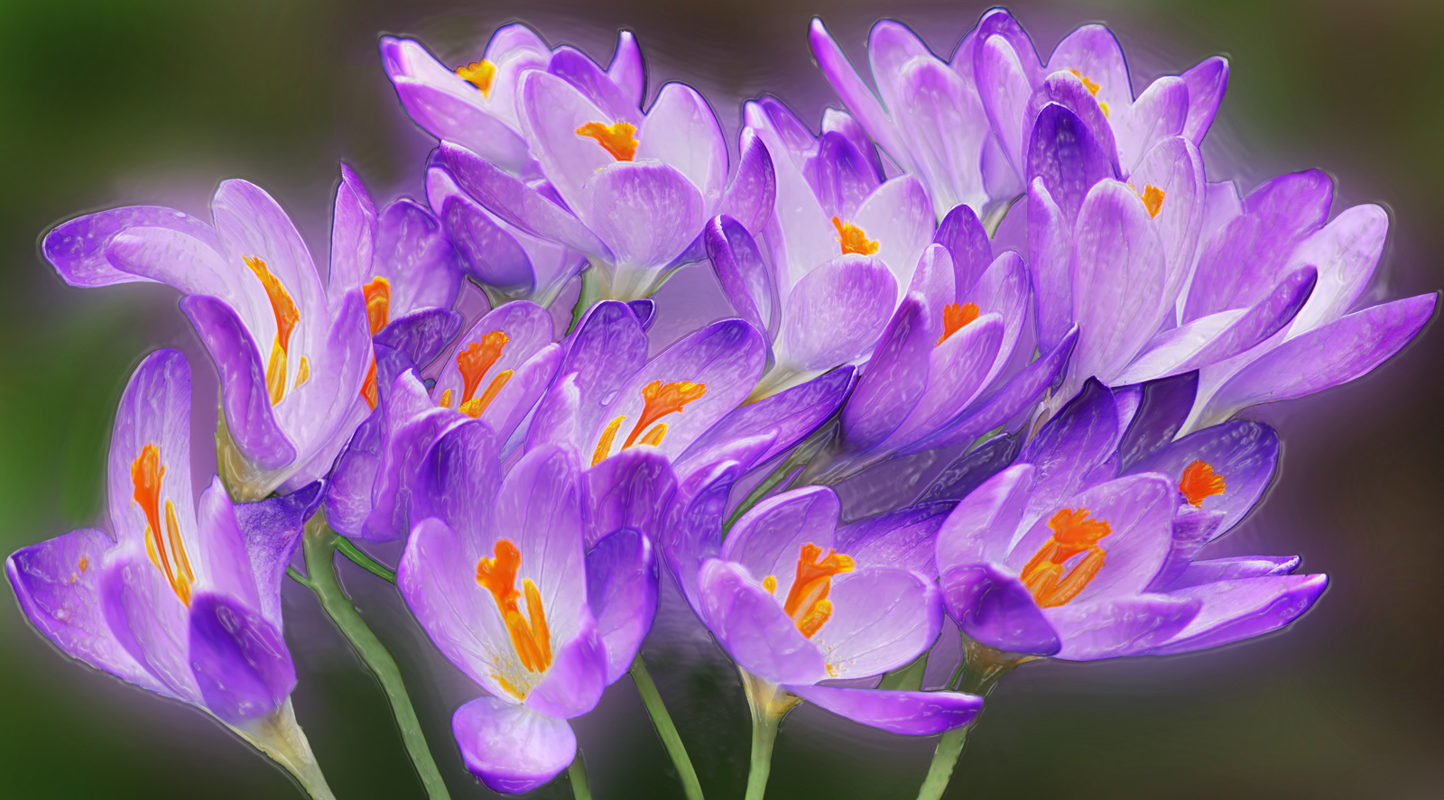 Crocuses 