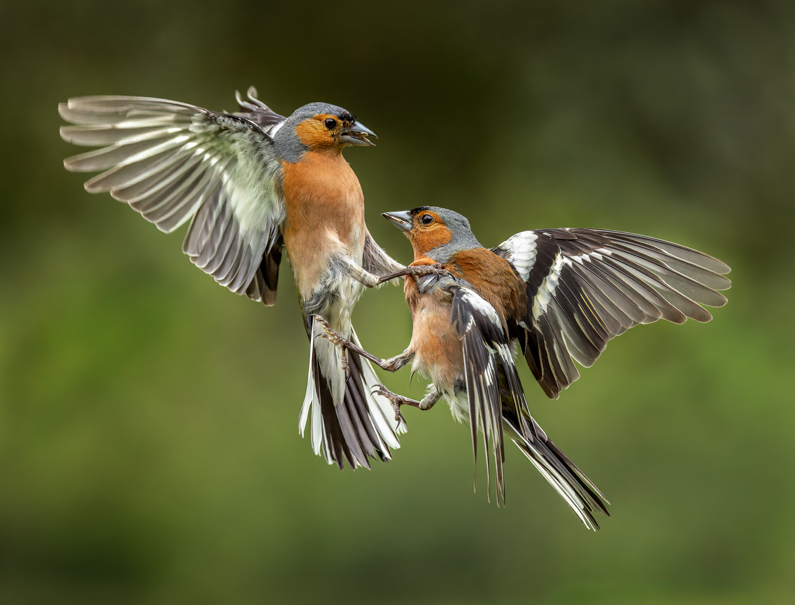 Fighting Chaffinch by Robert Ayto Fighting Chaffinch