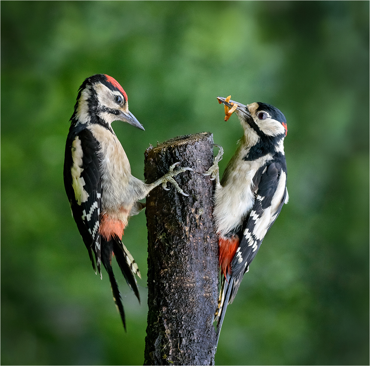 Great spotted woodpeckers by Mike Young Great spotted woodpeckers