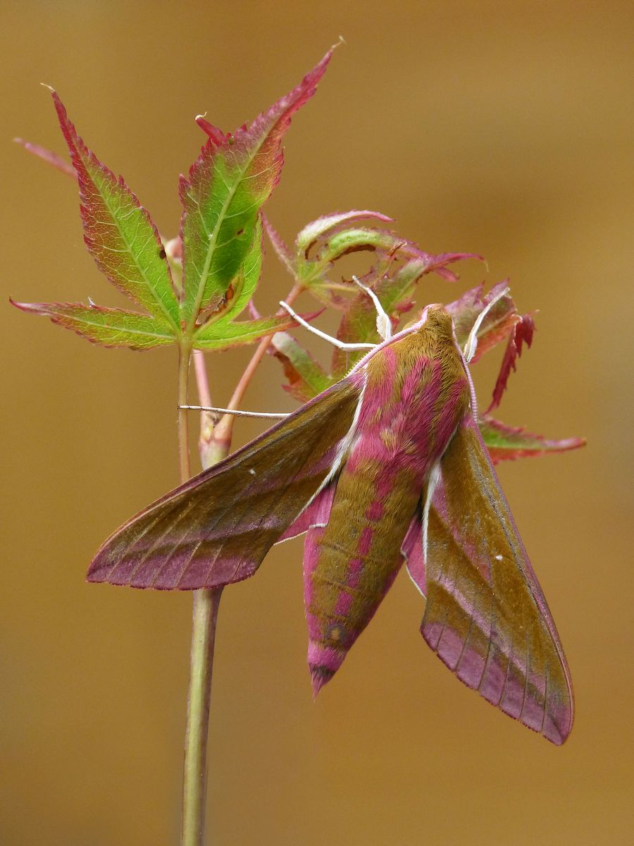 Elephant Hawk-moth on Acer