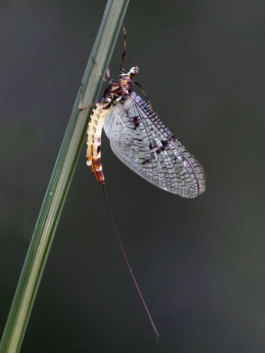 Mayfly oviposting