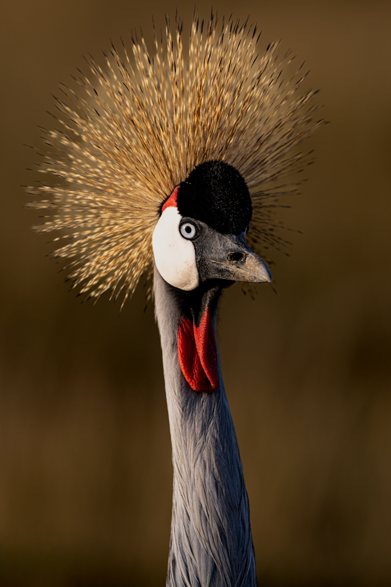 Grey Crested Crane by Bruce Gardner Grey Crested Crane