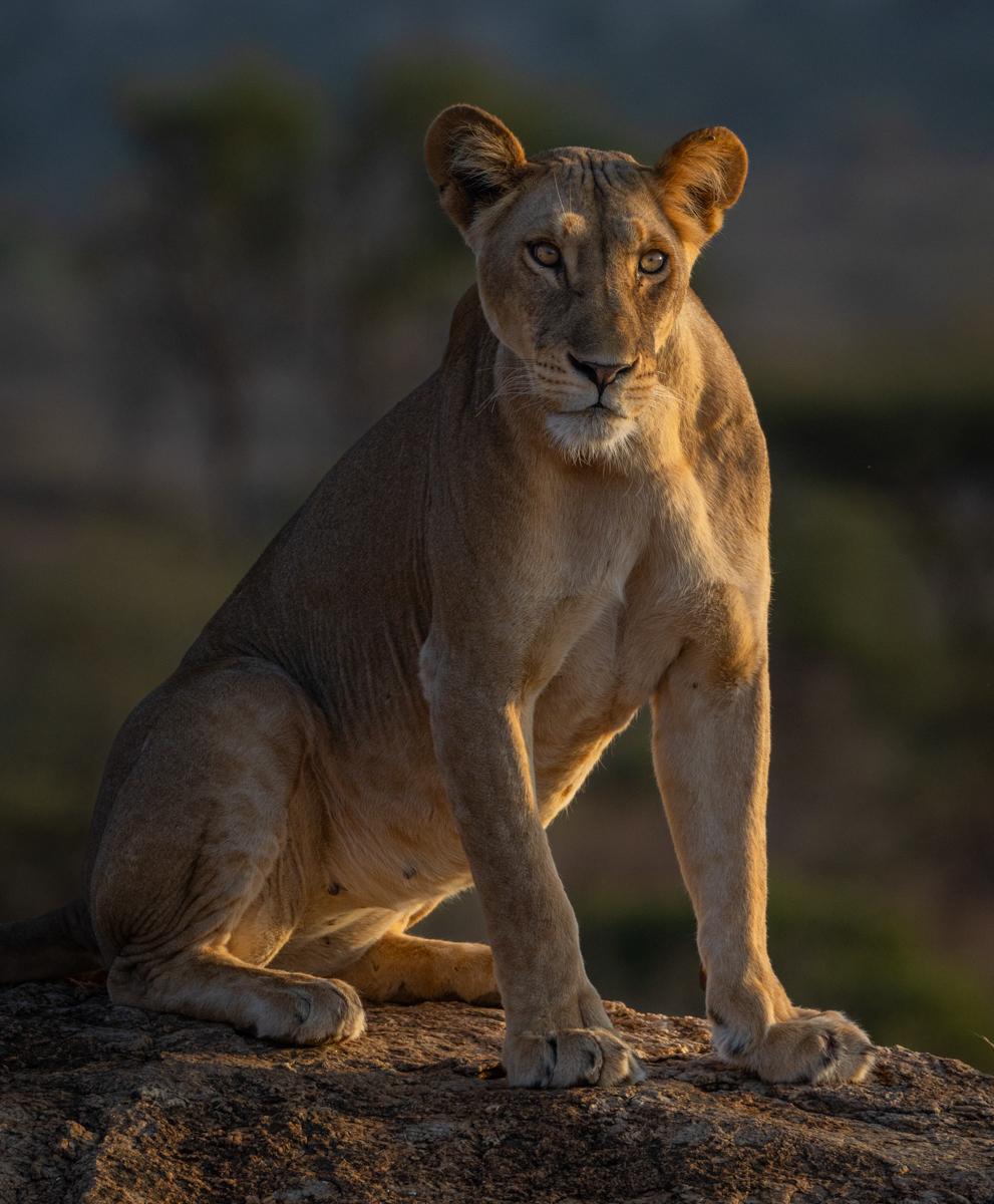 Lioness enjoying the sun