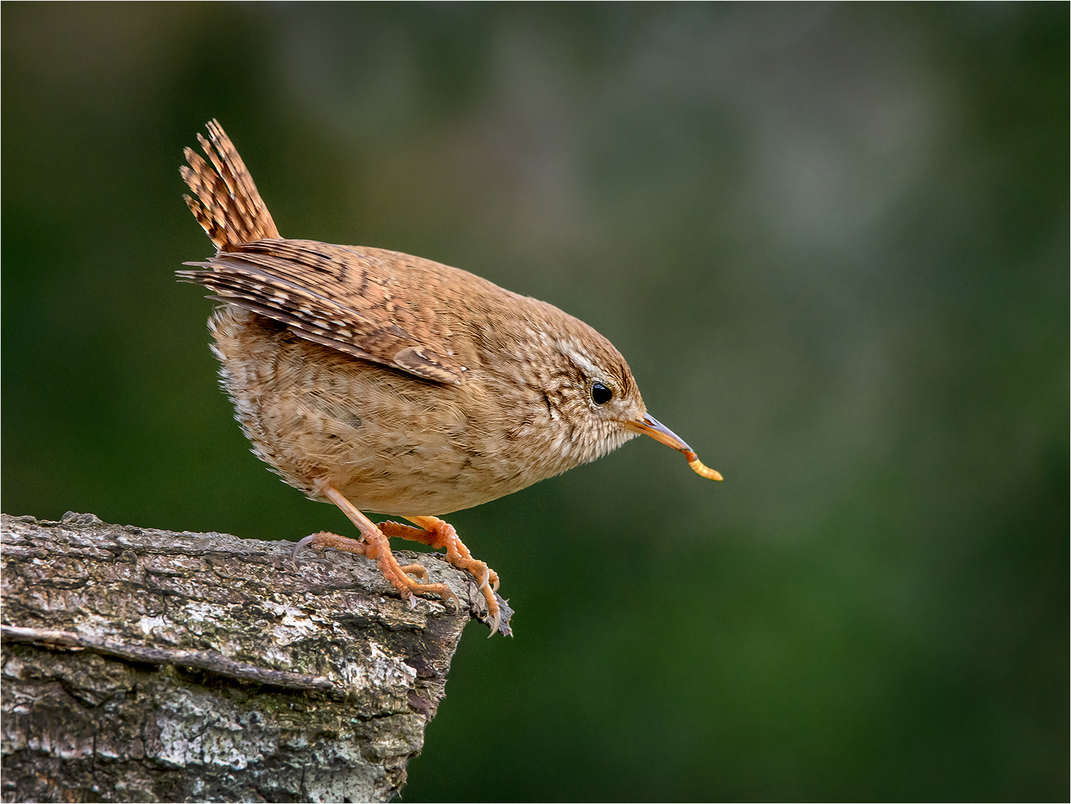 Wren with food by Mike Young Wren with food