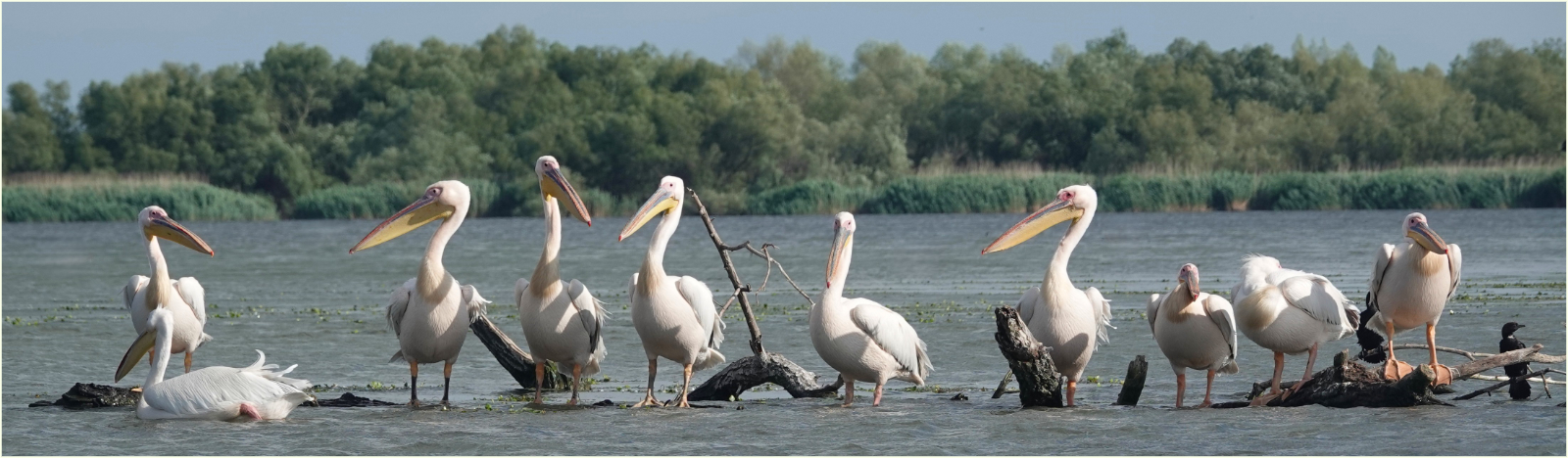 Pelicans parade by Caroline Allison Pelicans parade