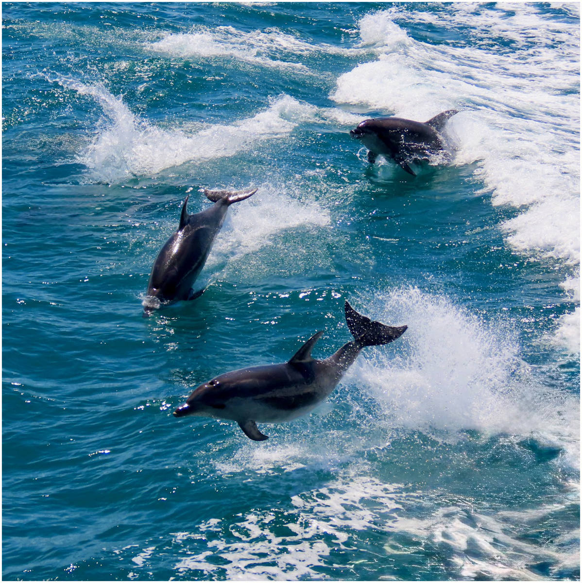 Dolphin dance