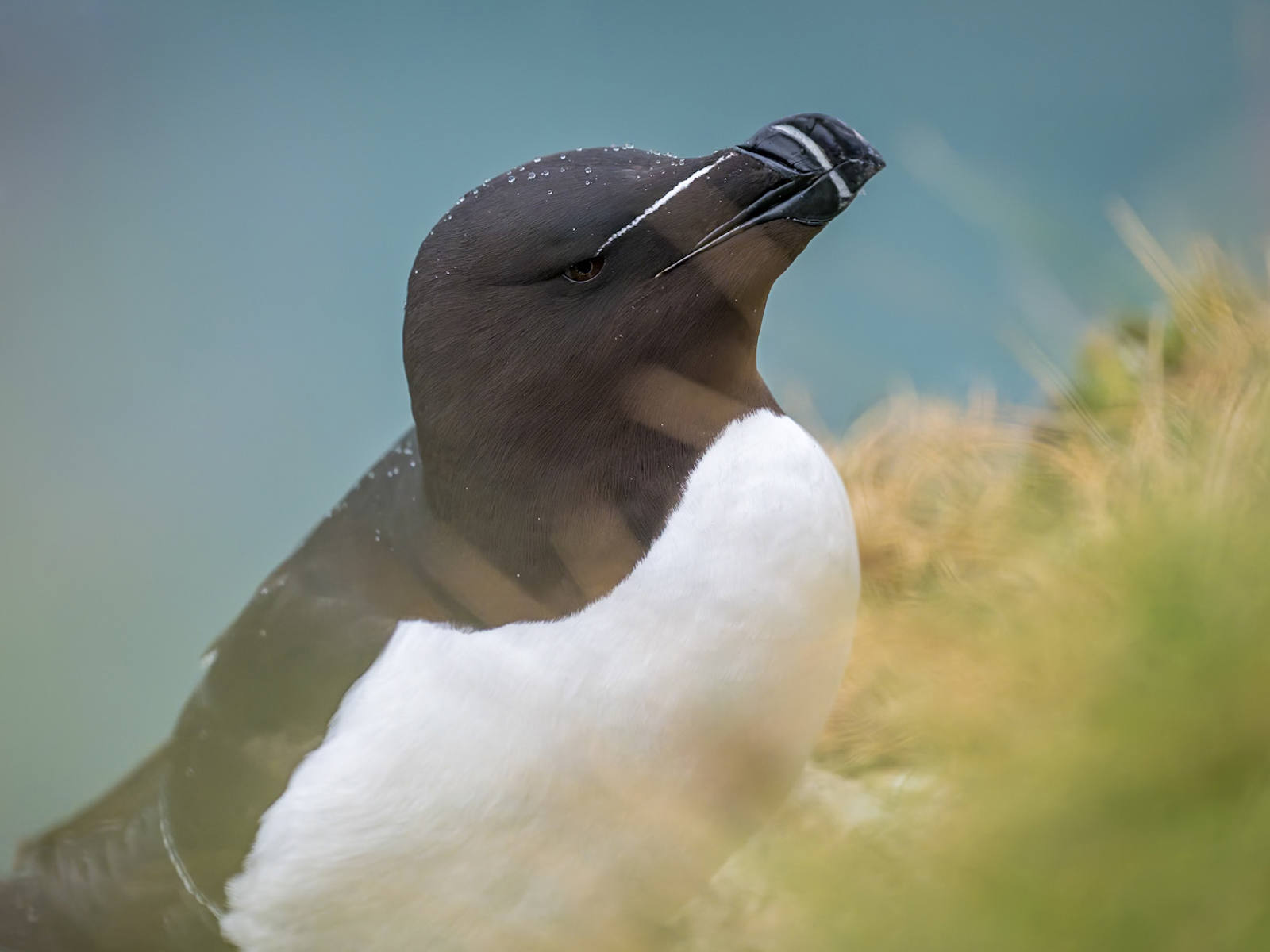 Game face by Richard Coombes Game face