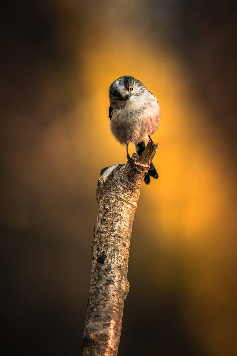 Cute curiosity by Richard Coombes Cute curiosity