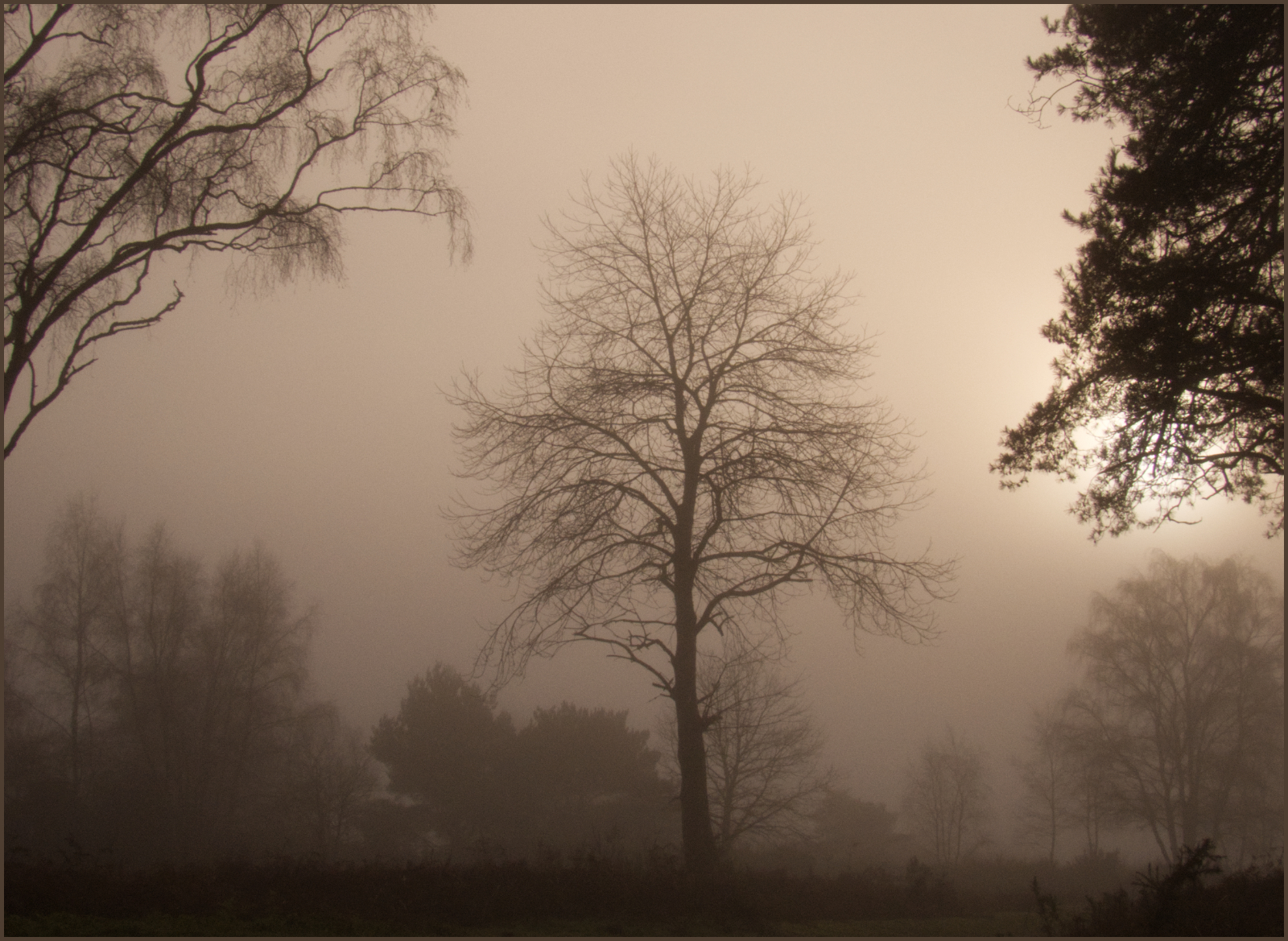 Tree in the Mist