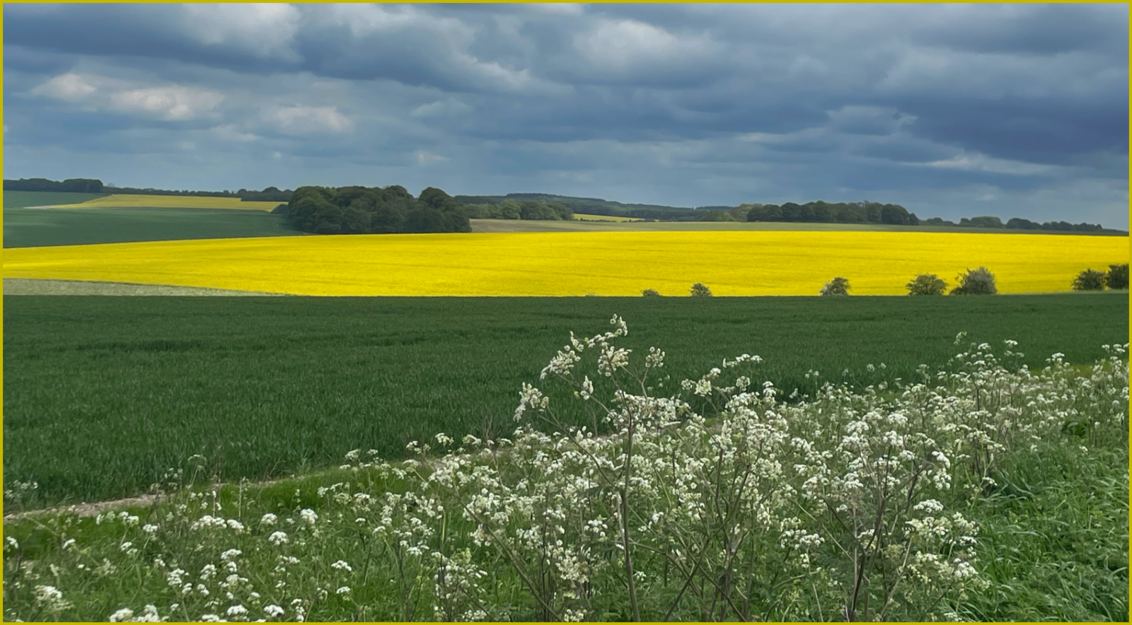 Among the Fields of Gold