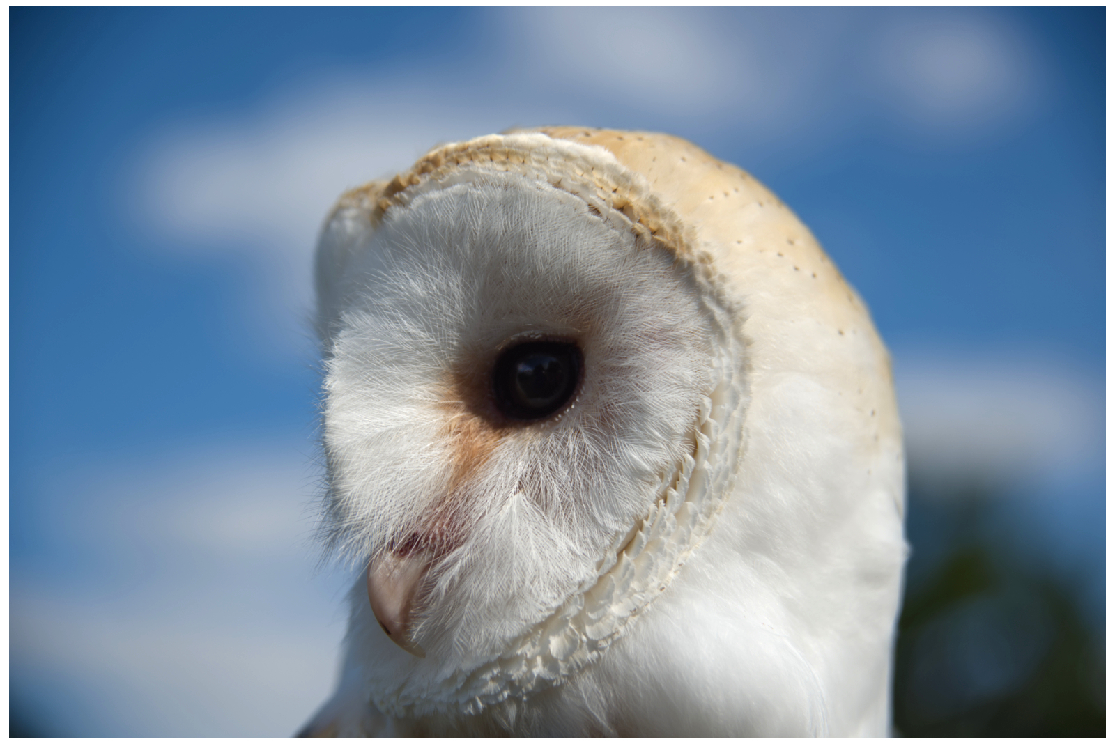 Portrait of a Barn Owl