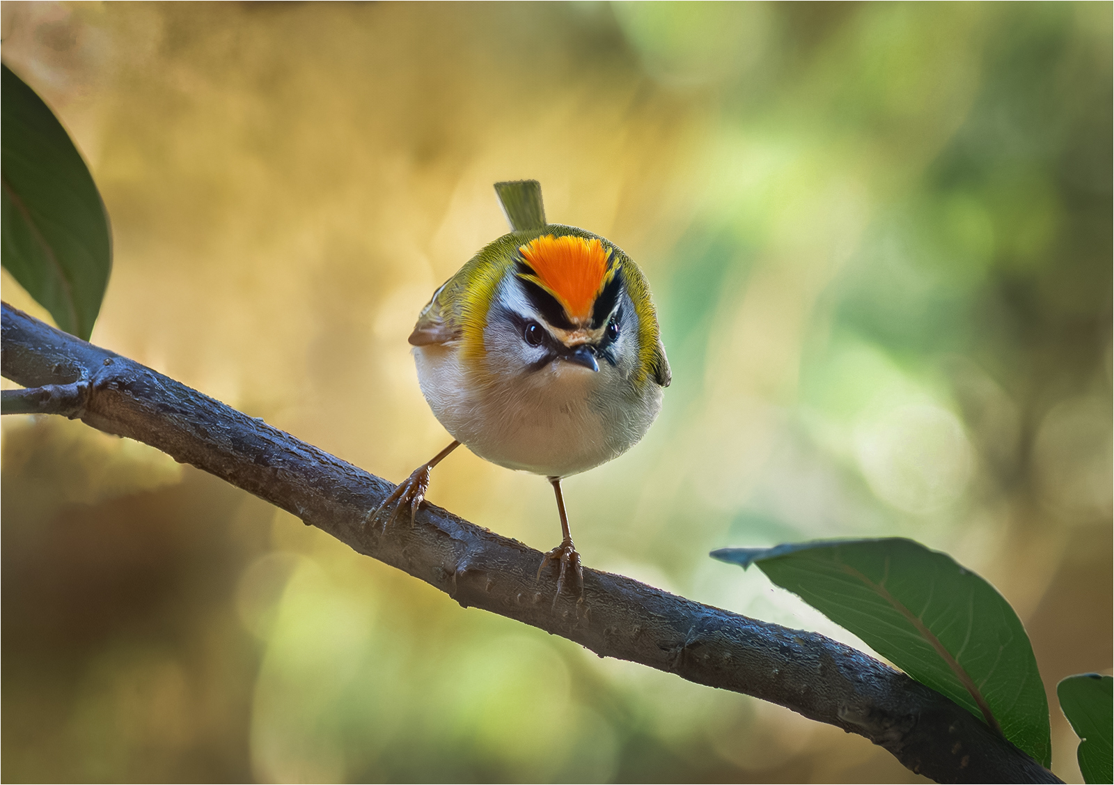 Firecrest   aggresive pose