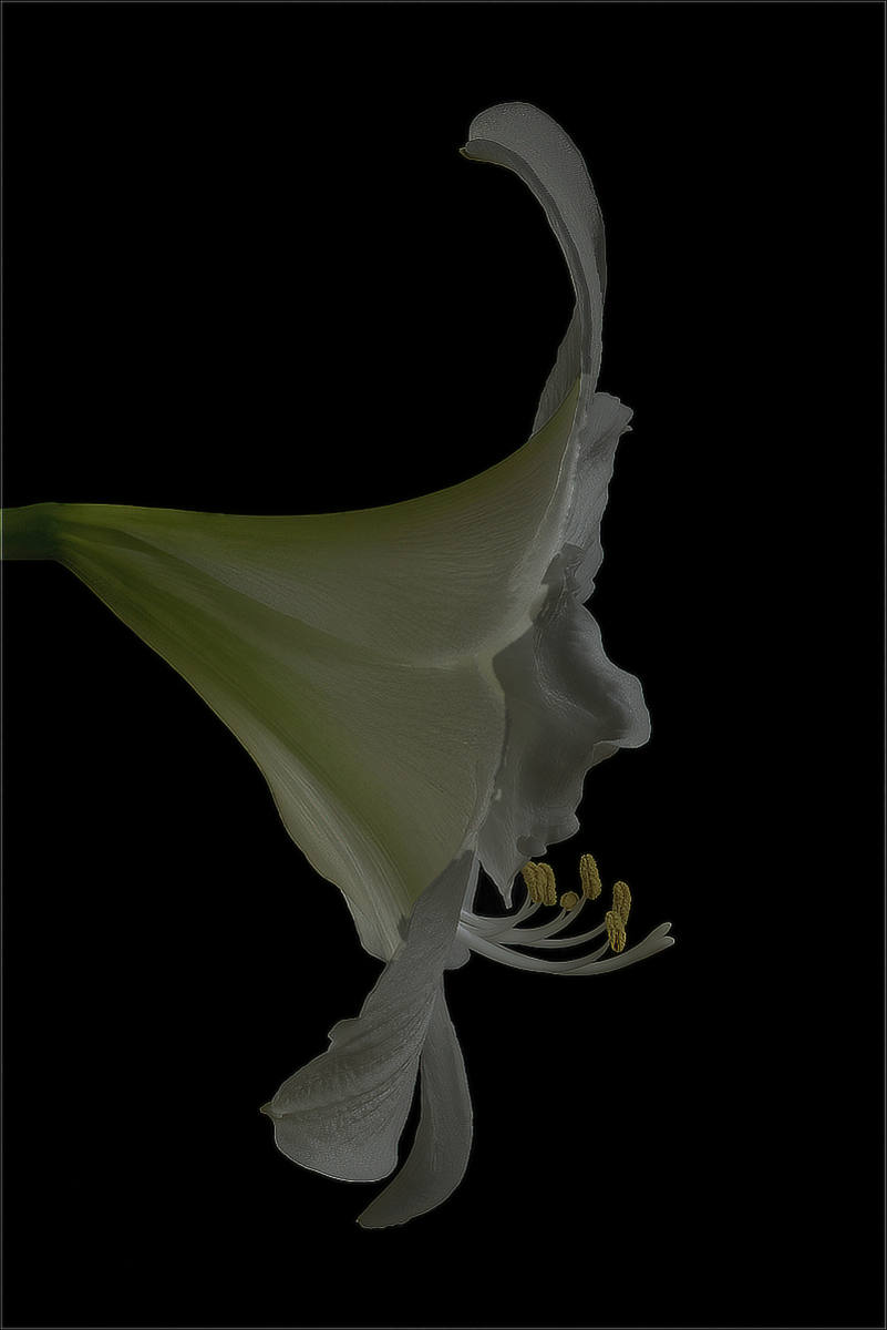 White Amarylis