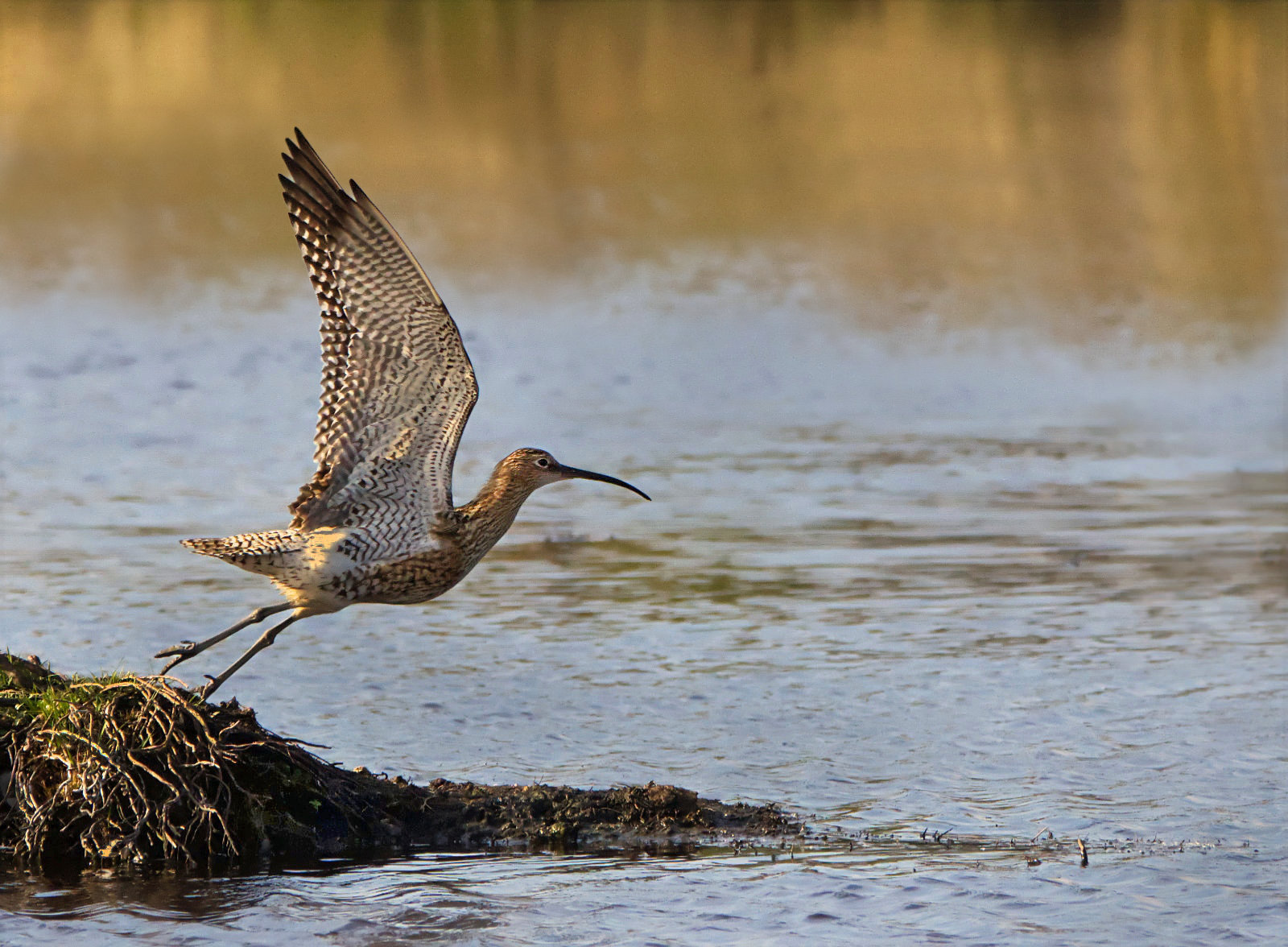 Curlew Lift Off by Claire Lassiter Curlew Lift Off
