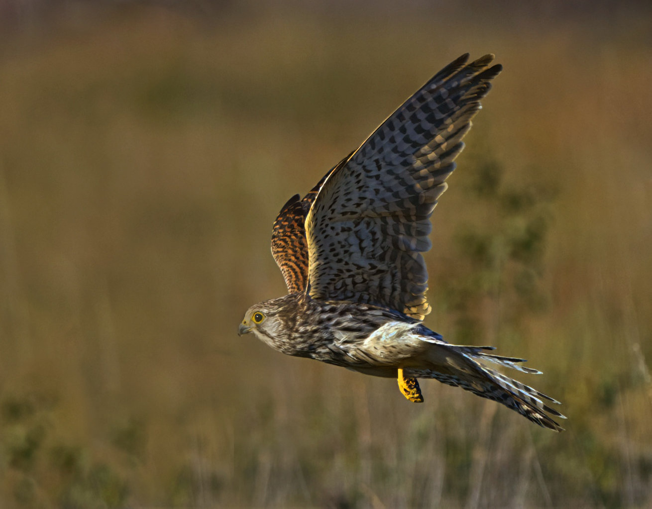 Young Kestrel by Claire Lassiter Young Kestrel