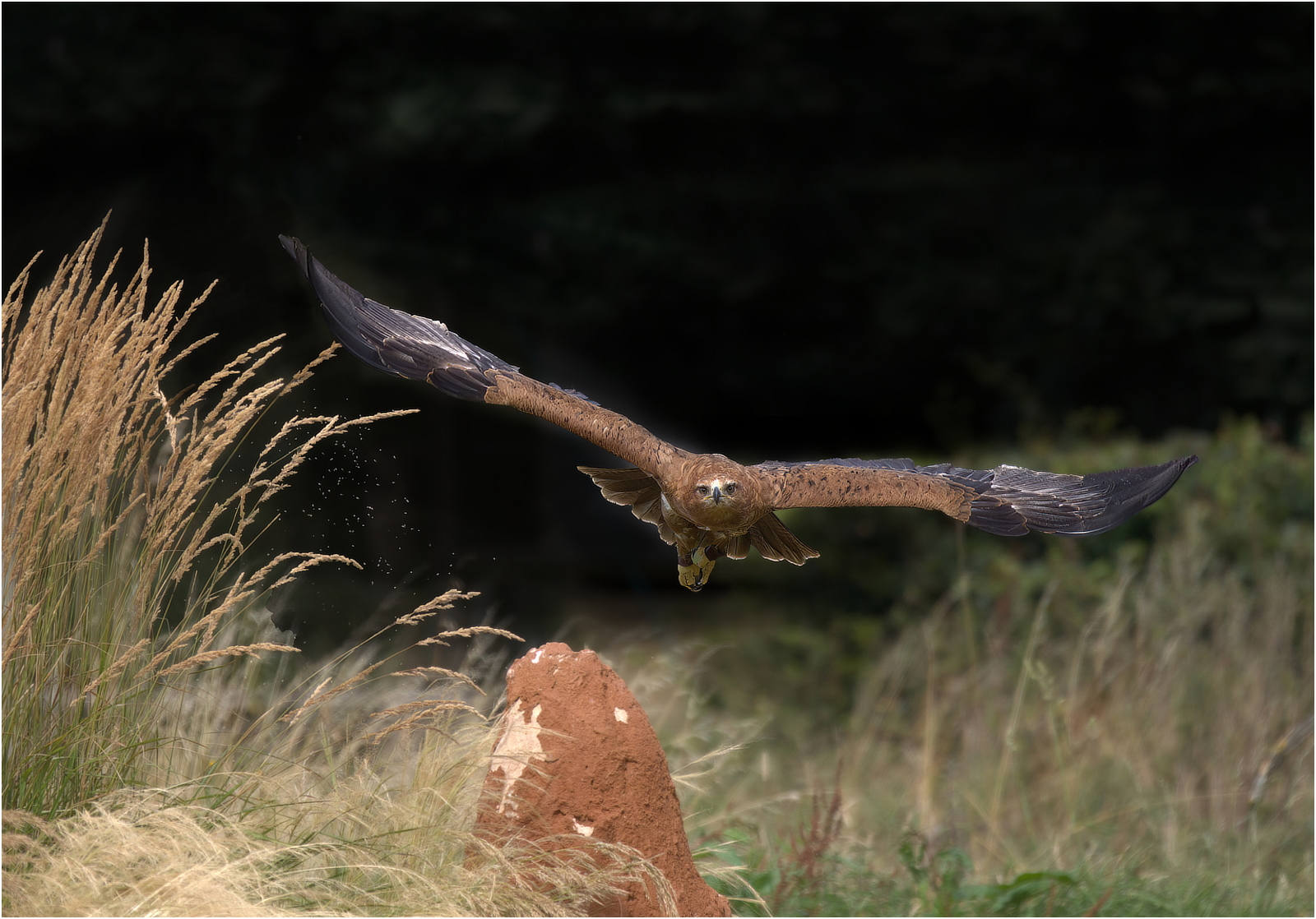 Tawney Eagle by Grant Dawkins Tawney Eagle