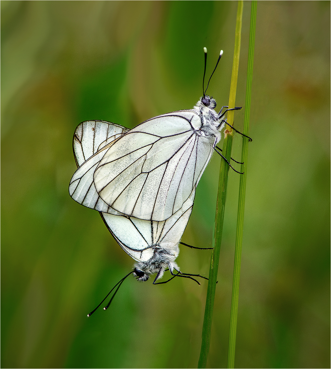 Black veined Whites mating by Mike Young Black veined Whites mating
