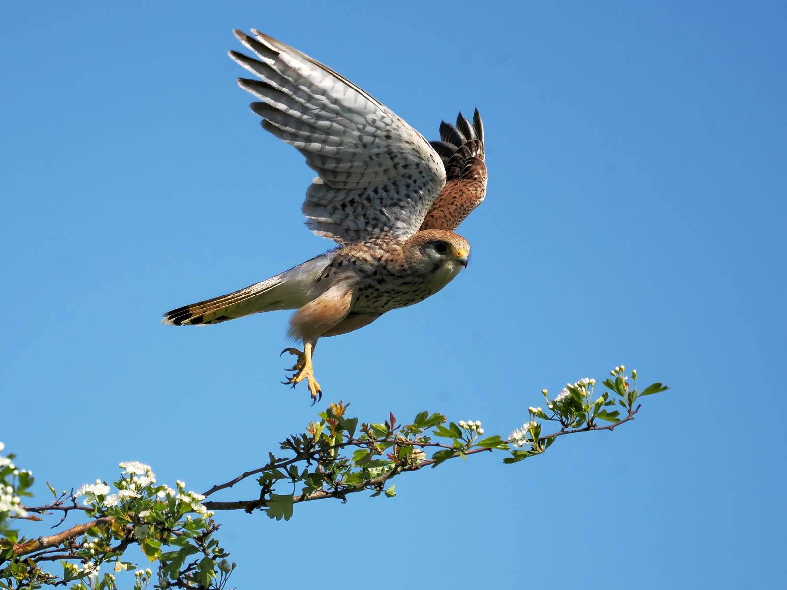 Kestrel by Pauline Richards Kestrel