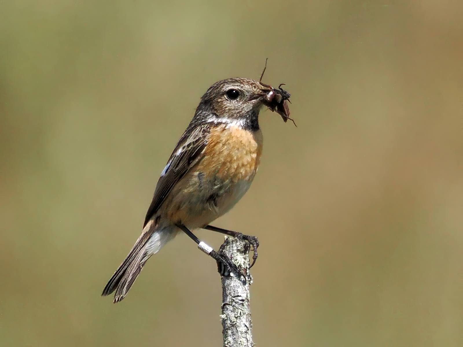 Stonechat - female with insects by Pauline Richards Stonechat - female with insects