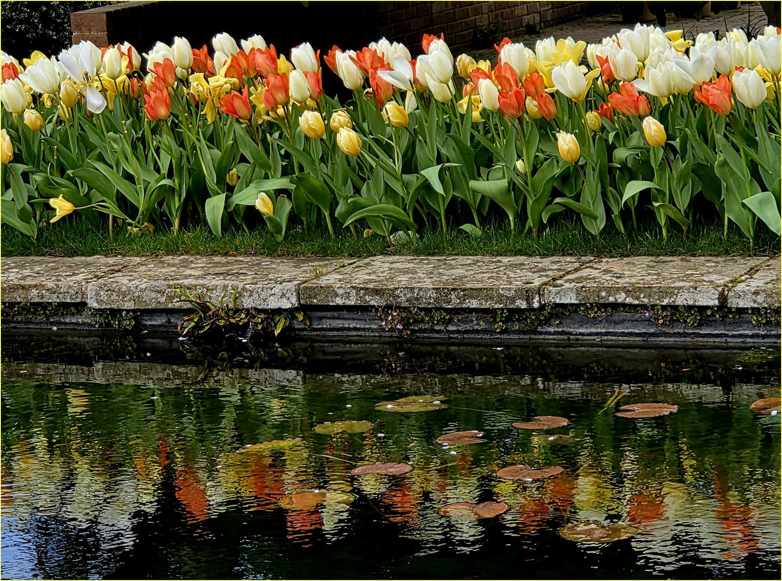 Tulip Reflections