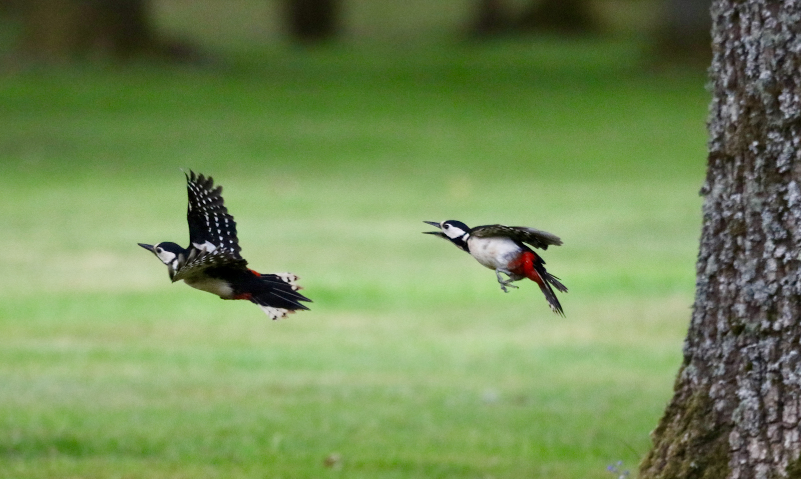 Great Spotted Woodpeckers