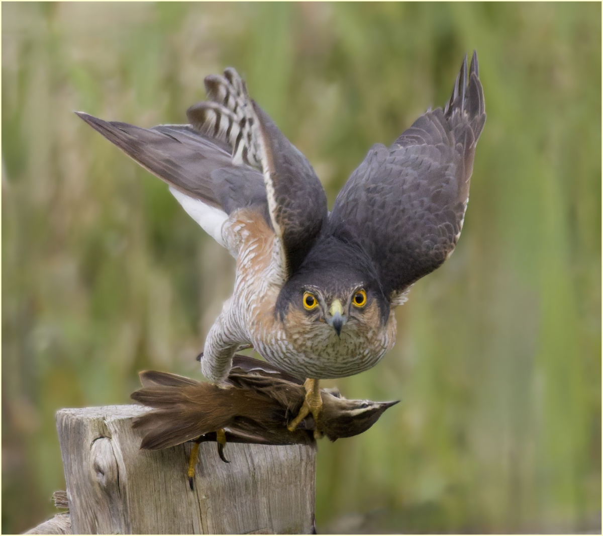 Dinnertime by Mark Duckham Dinnertime