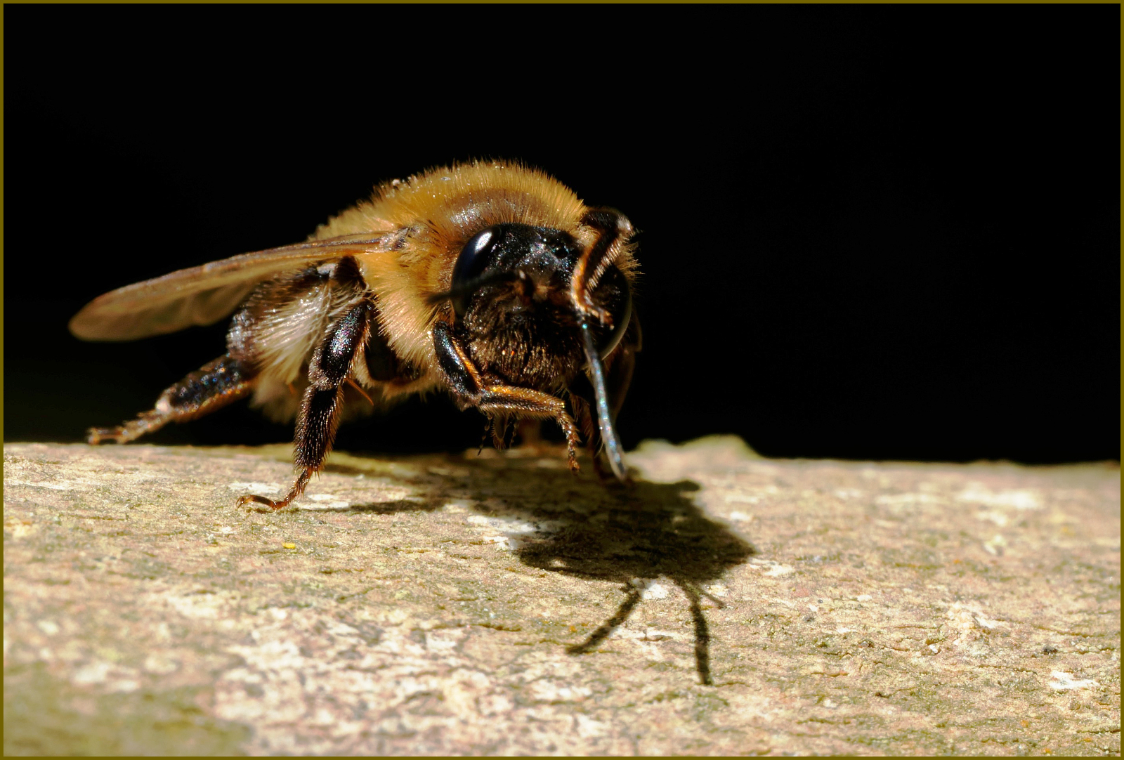 Grooming bee by Caroline Allison Grooming bee