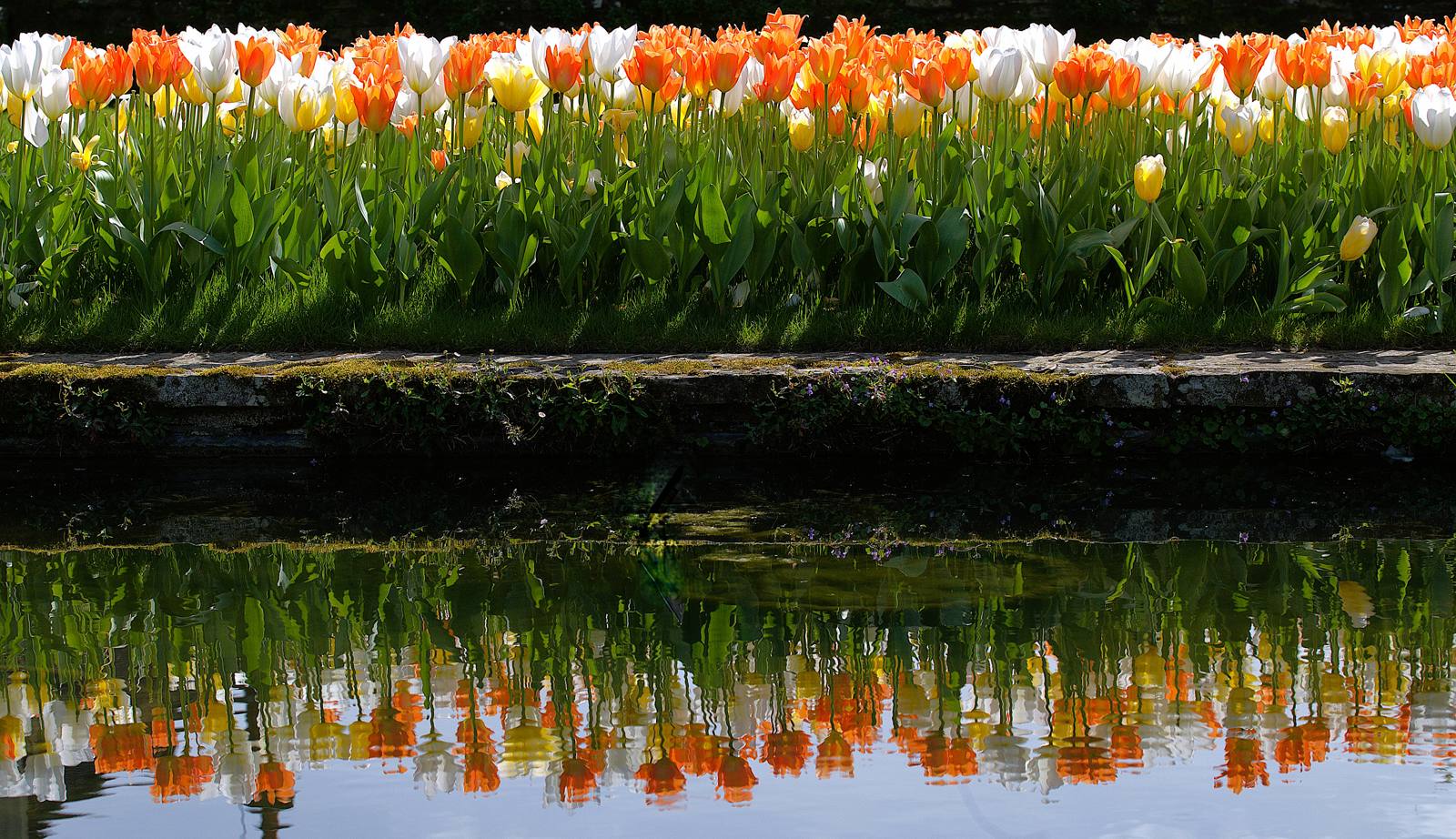 Tulips On Parade by Mike Daborn Tulips On Parade