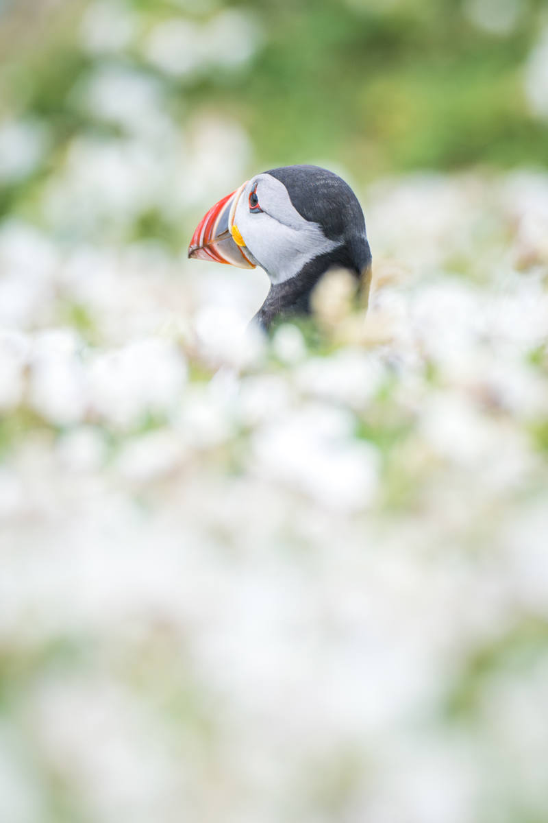 Puffin pose