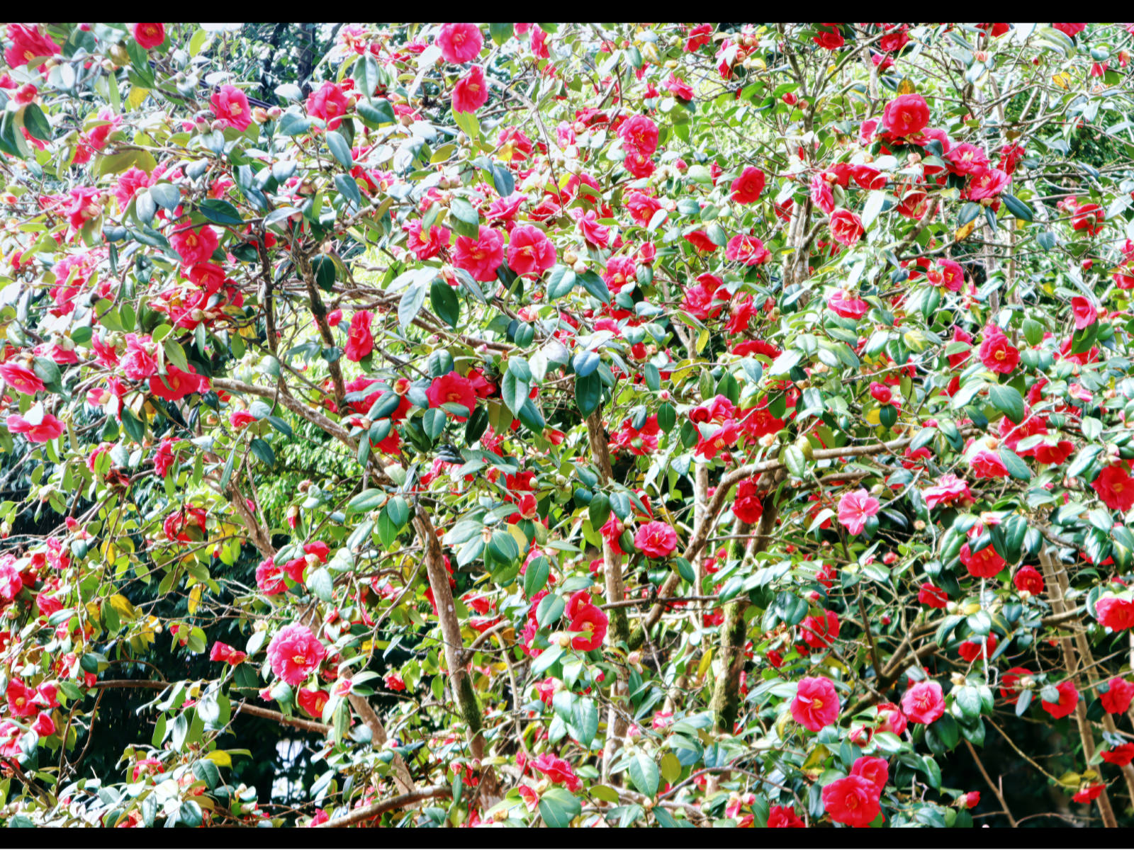 Camellia by John Wilson Camellia