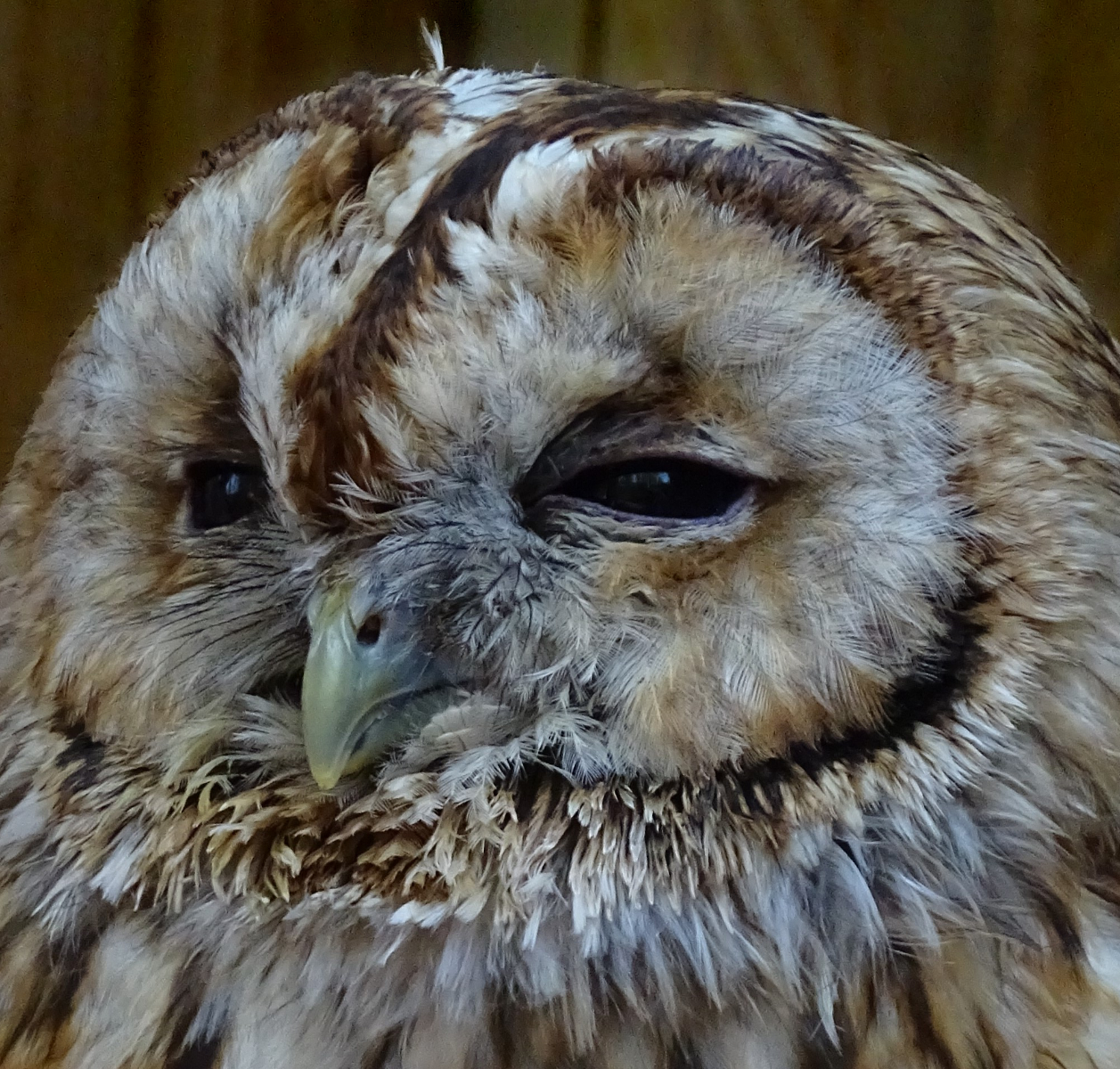 Grumpy Owl by Susan Erler Grumpy Owl