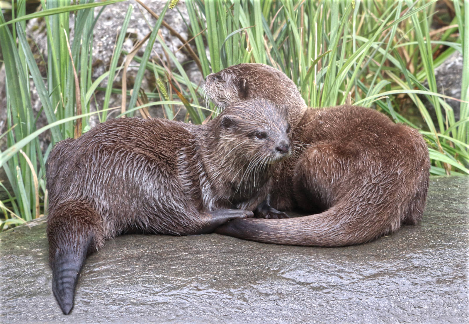 Best Friends by Christine Smith Best Friends