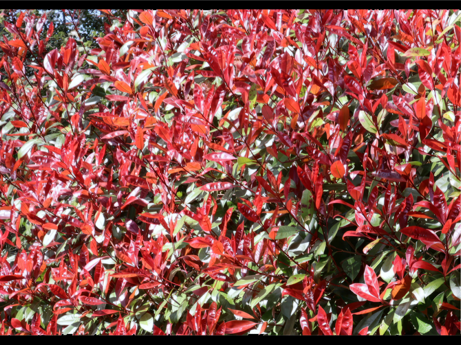 Photinia Red Robin