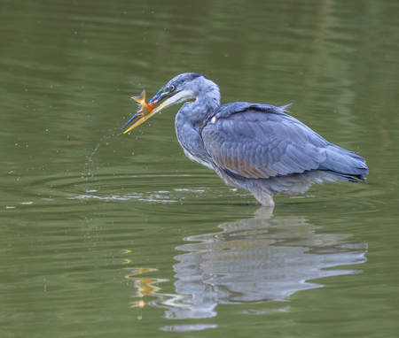 Suzy Courtnage LRPS CPAGB