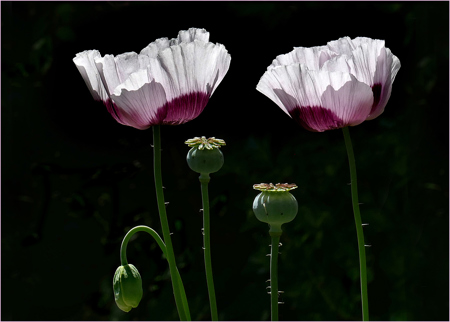 Gordon Rae LRPS  CPAGB