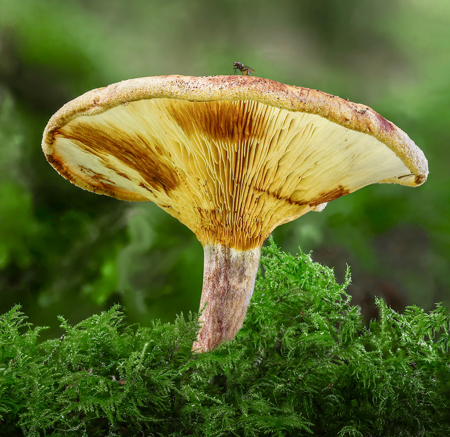 Suzy Courtnage LRPS CPAGB