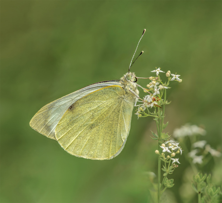 Robert Ayto LRPS CPAGB 