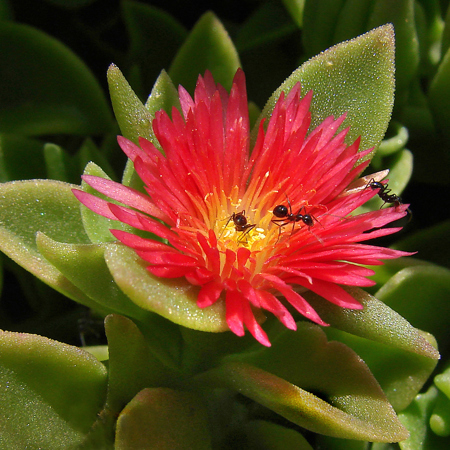 Gordon Rae LRPS  CPAGB