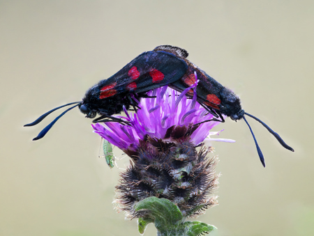 Suzy Courtnage LRPS CPAGB