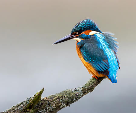 Suzy Courtnage LRPS CPAGB