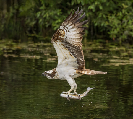 Robert Ayto LRPS CPAGB 